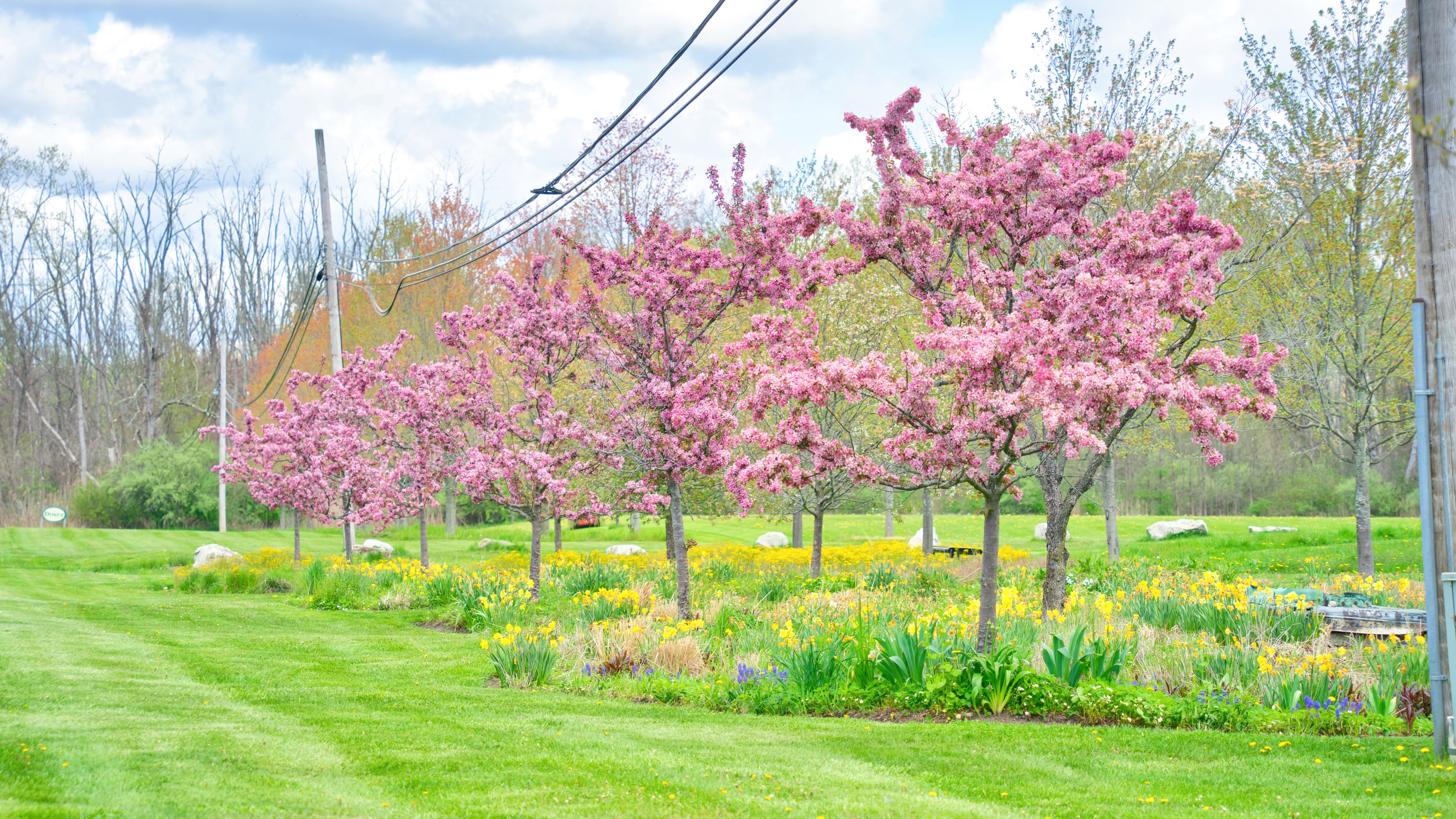 6 2024-05-04 WEC Flower Trees6